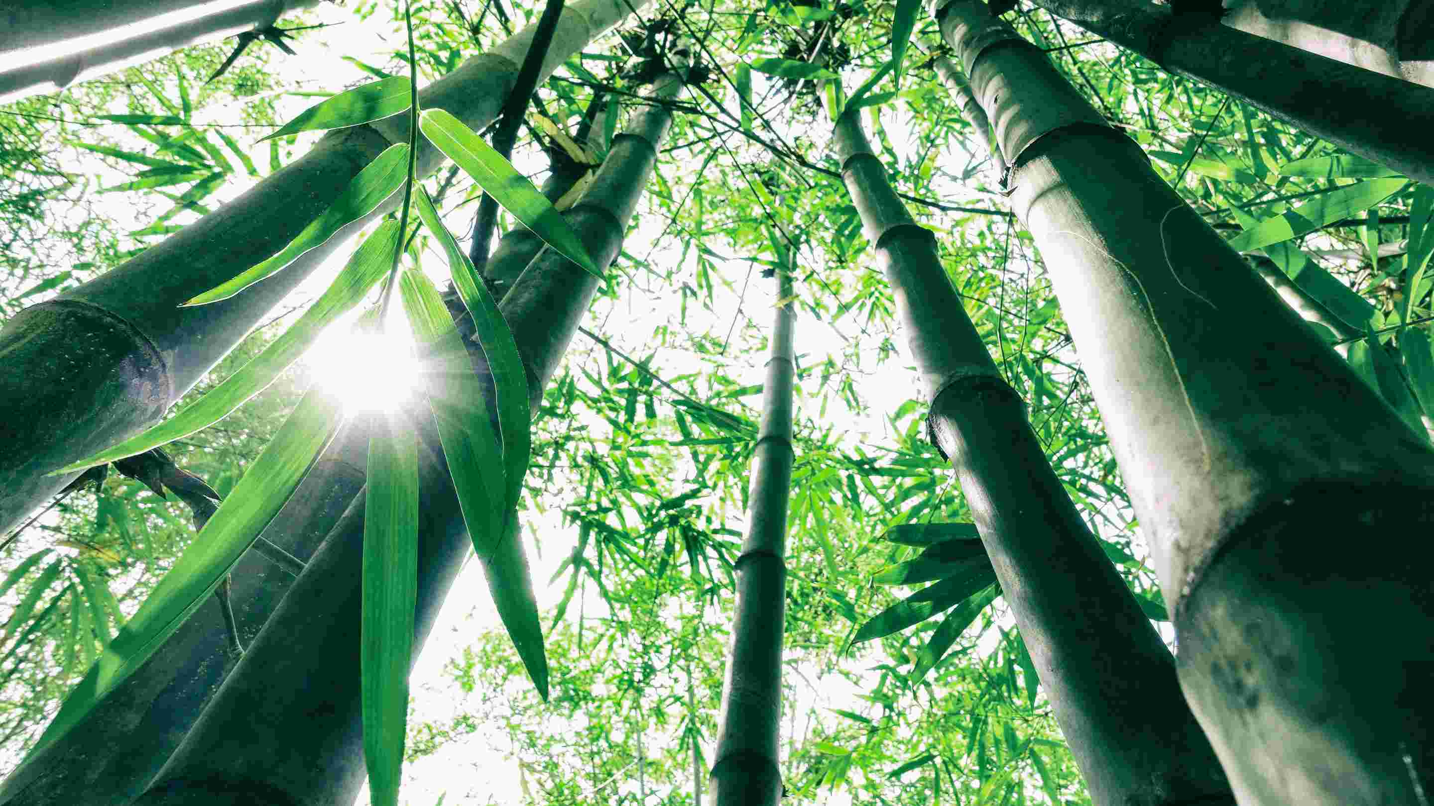 BambooPark Natur