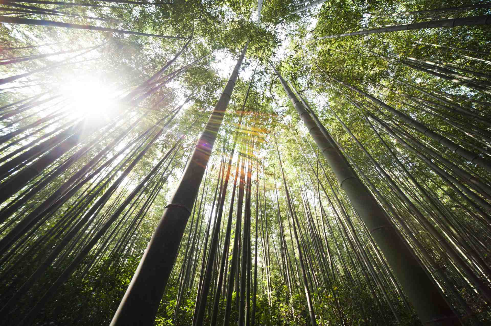 BambooPark